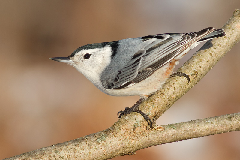 nuthatch 255