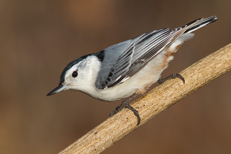nuthatch 257