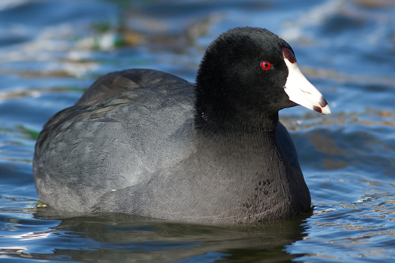 coot 43