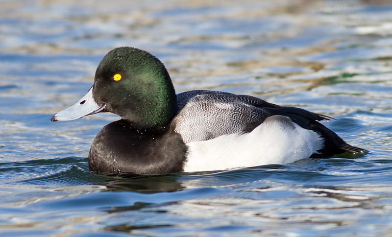 greater scaup 48