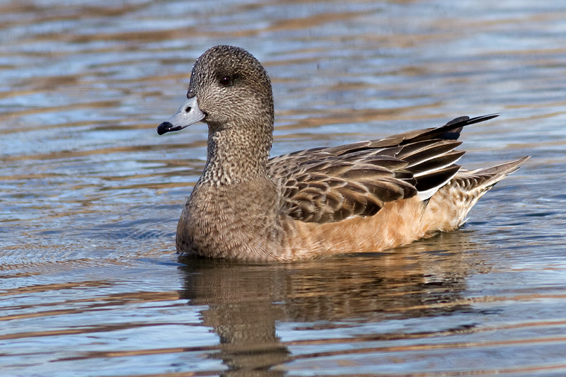 widgeon 19