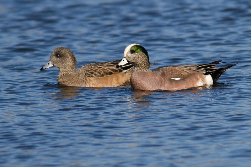 widgeon 20