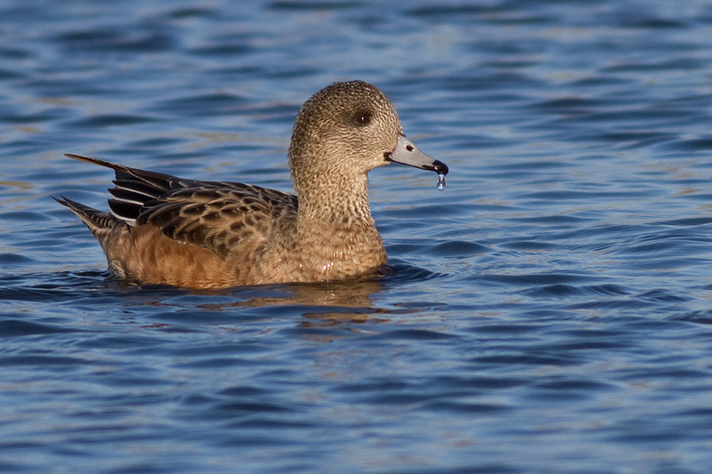 widgeon 22