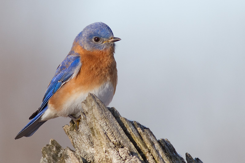 bluebird 73