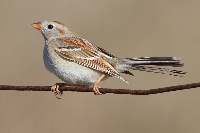 field sparrow 6