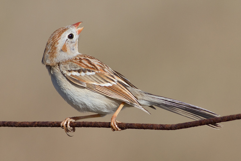 field sparrow 7
