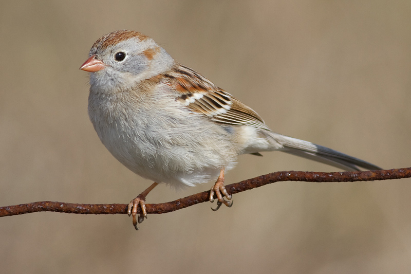 field sparrow 9