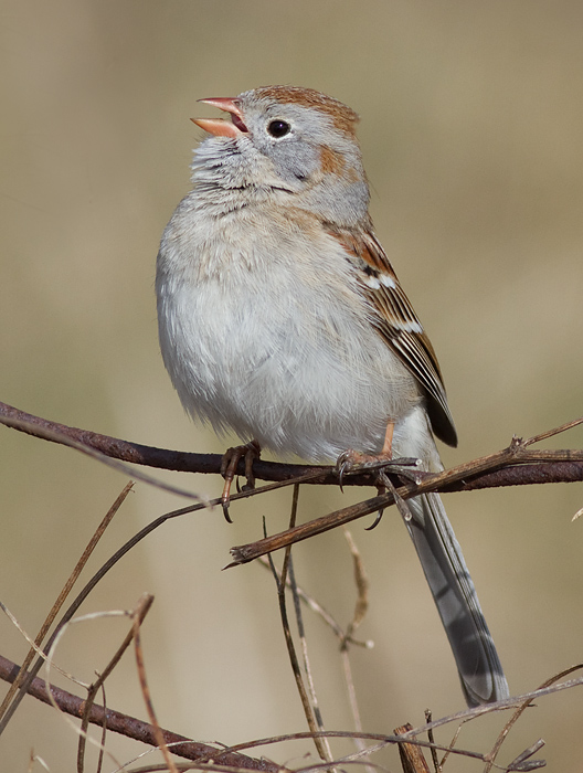 field sparrow 10