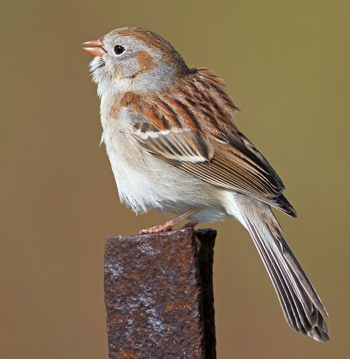 Field Sparrow