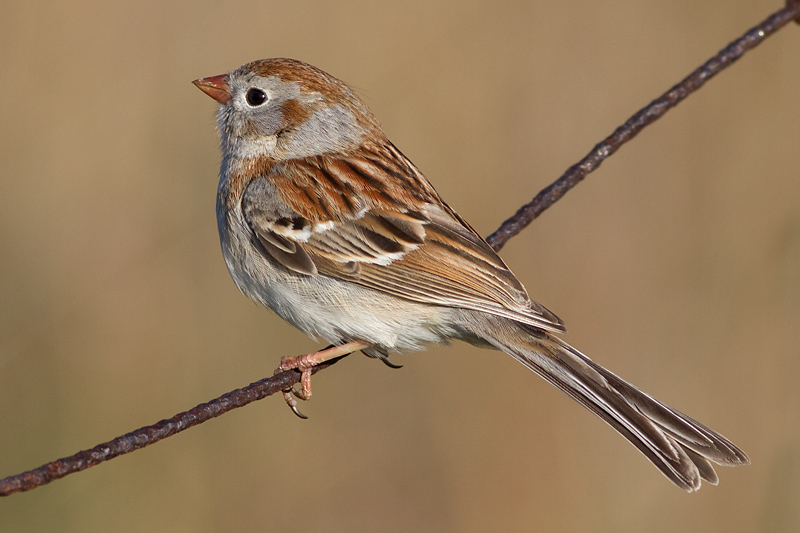 field sparrow 18