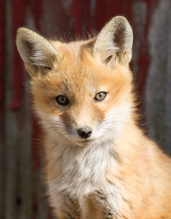 fox cub 29