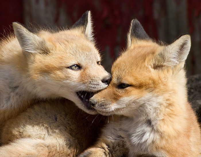 fox cub 32