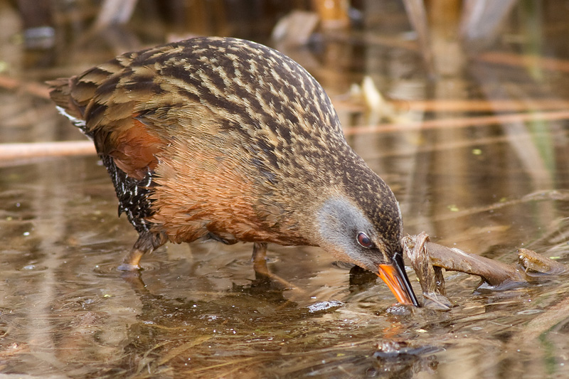 virginia rail 30
