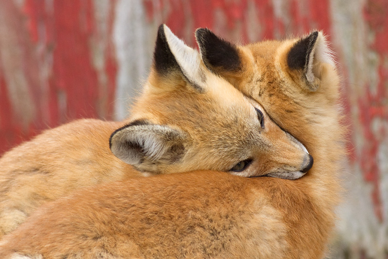 fox cub 47