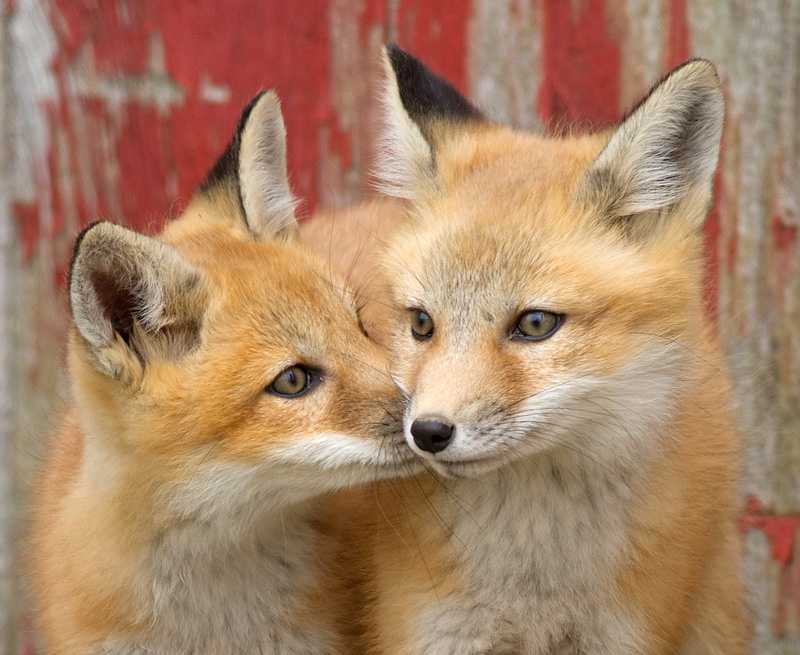 fox cub 48