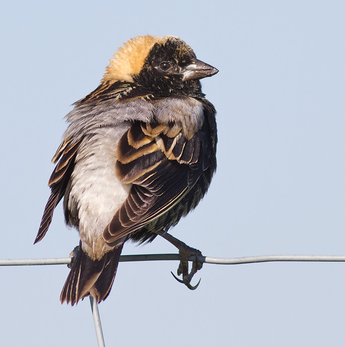 bobolink 47
