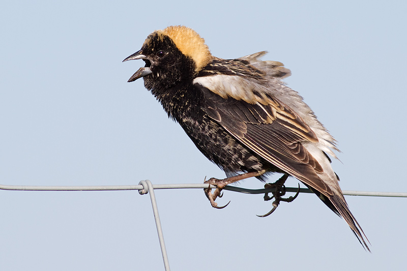 bobolink 48