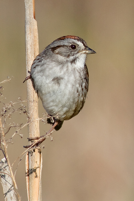 swamp sparrow 4