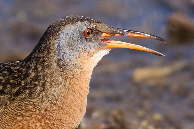 virginia rail 38