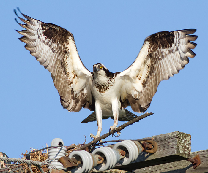 osprey 17