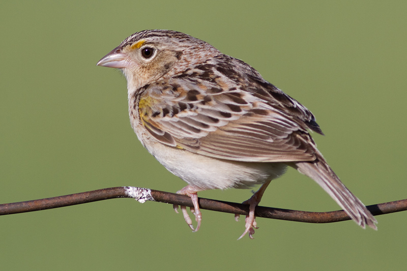 grasshopper sparrow 56