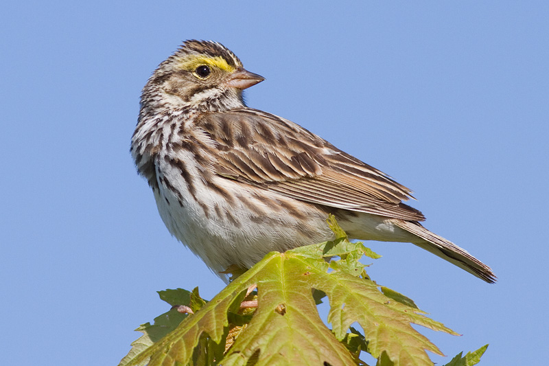 savannah sparrow 55