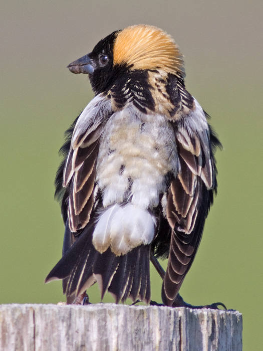 bobolink 51