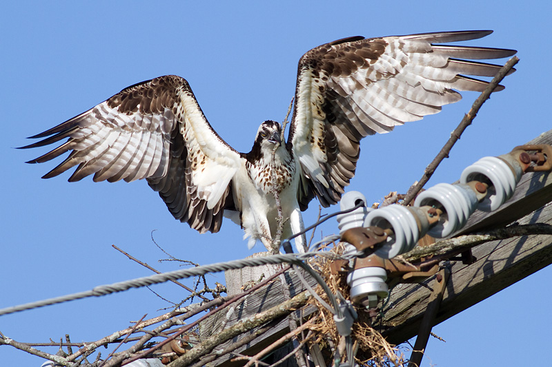 osprey 21