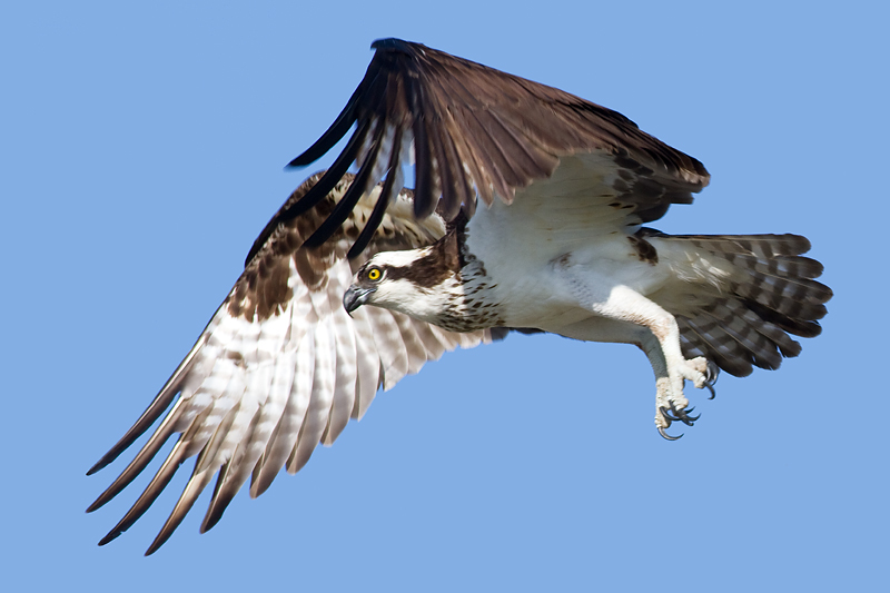 osprey 23