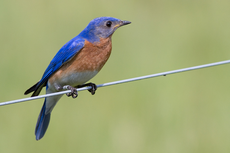 bluebird 77