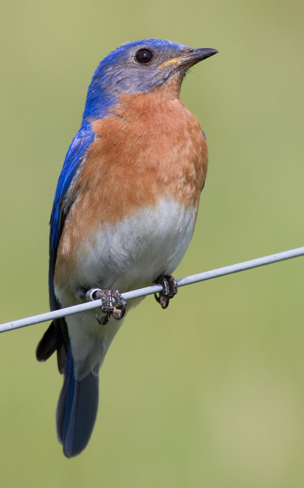 bluebird 78