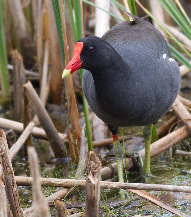 Common Moorhen