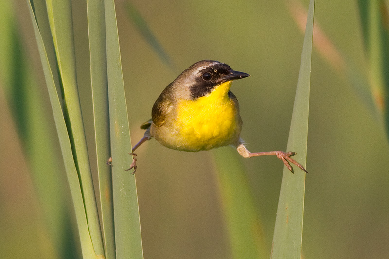 common yellowthroat 9