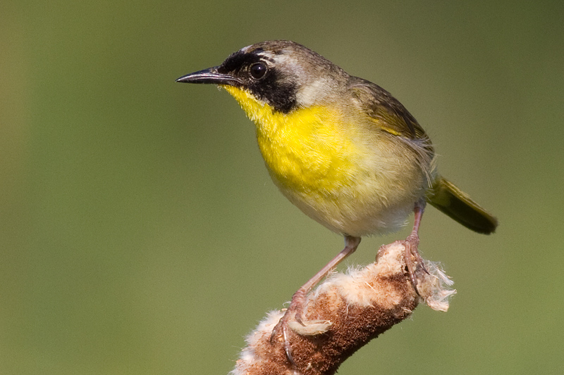 common yellowthroat 10