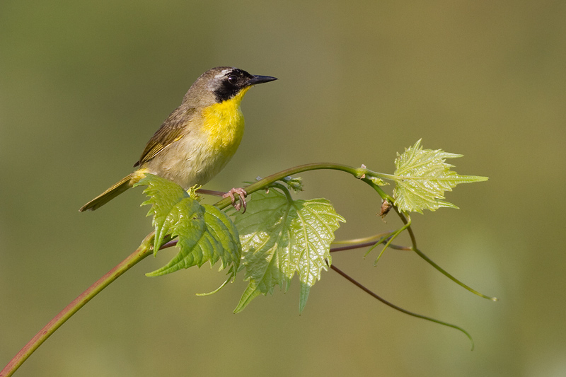 common yellowthroat 13