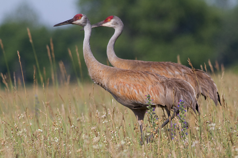 sandhill crane 125