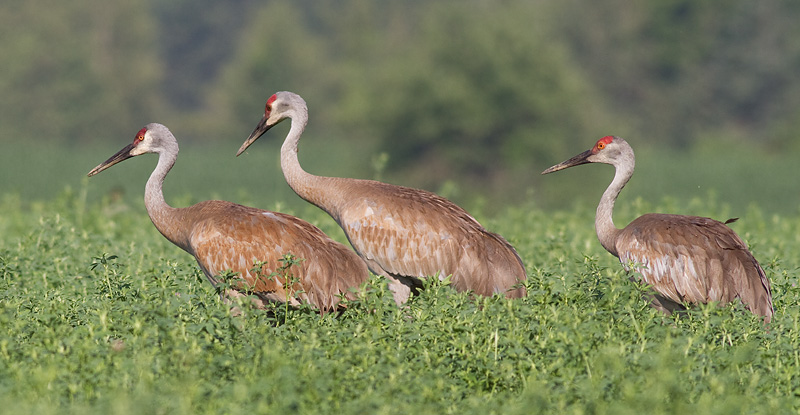 sandhill crane 127
