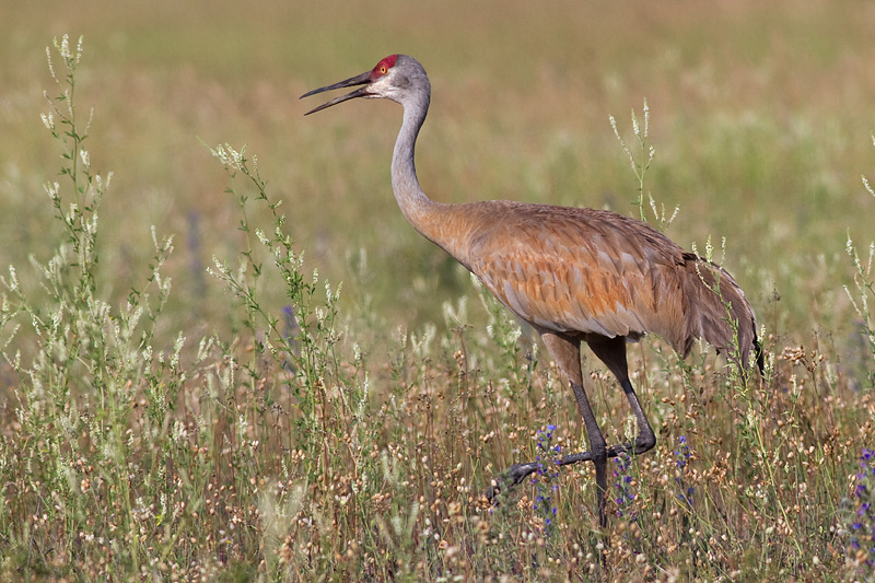 sandhill crane 128