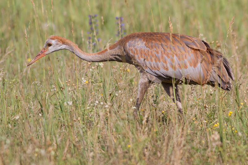 sandhill crane colt 85