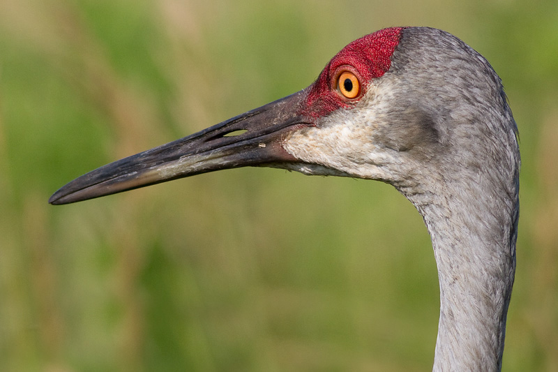 sandhill crane 131