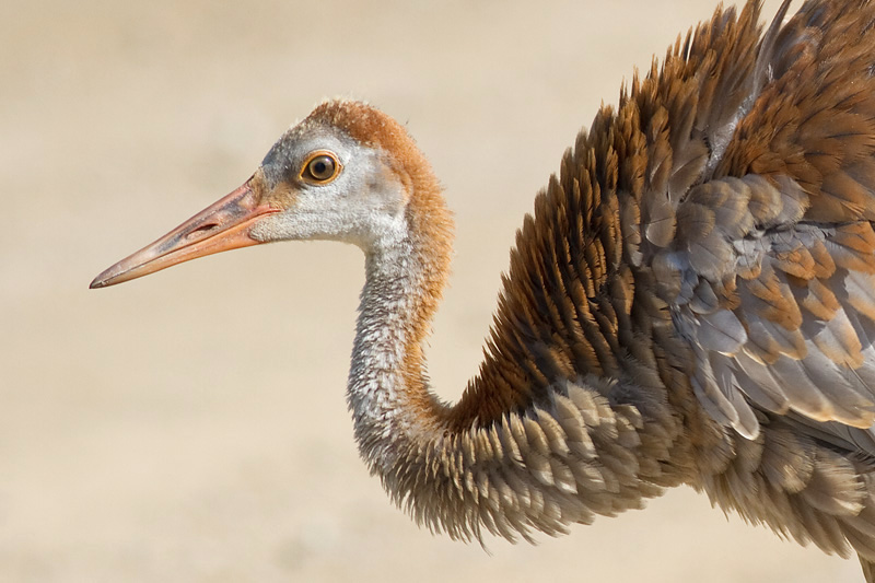 sandhill crane colt 91