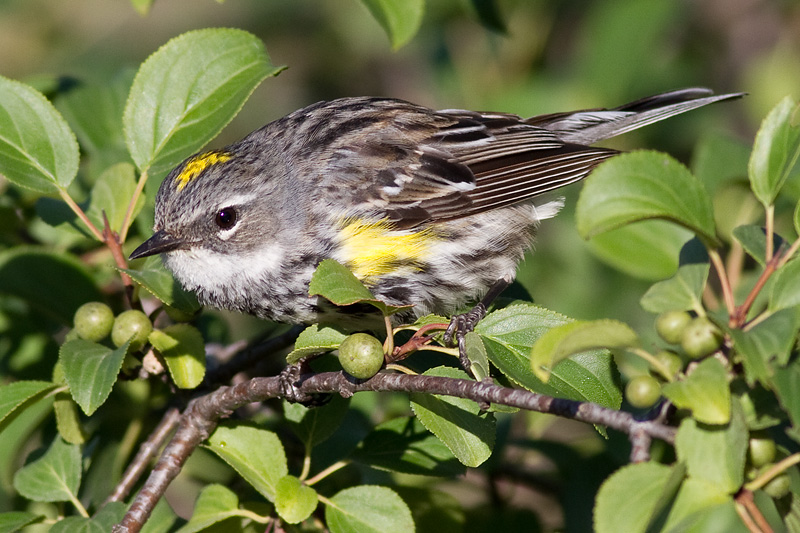 yellow-rumped warbler 20