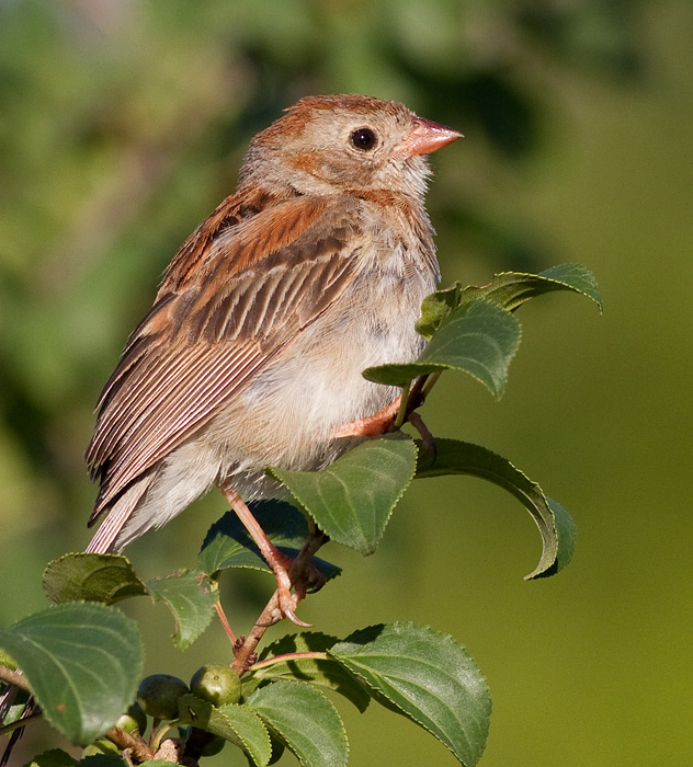 field sparrow 29