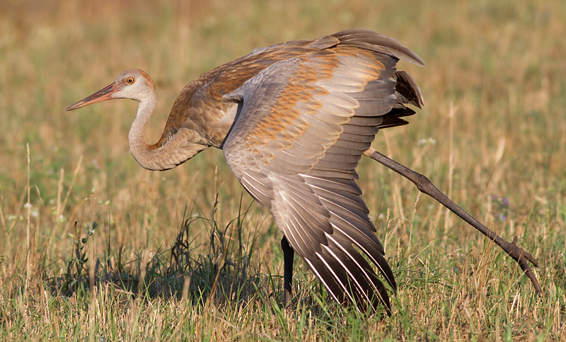 sandhill crane colt 103