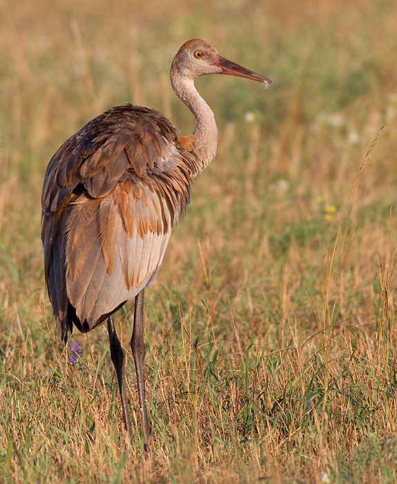 sandhill crane colt 104