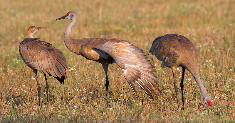 sandhill crane 150