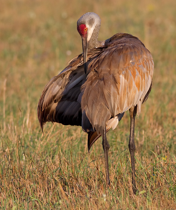 sandhill crane 155