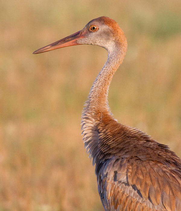 sandhill crane colt 106