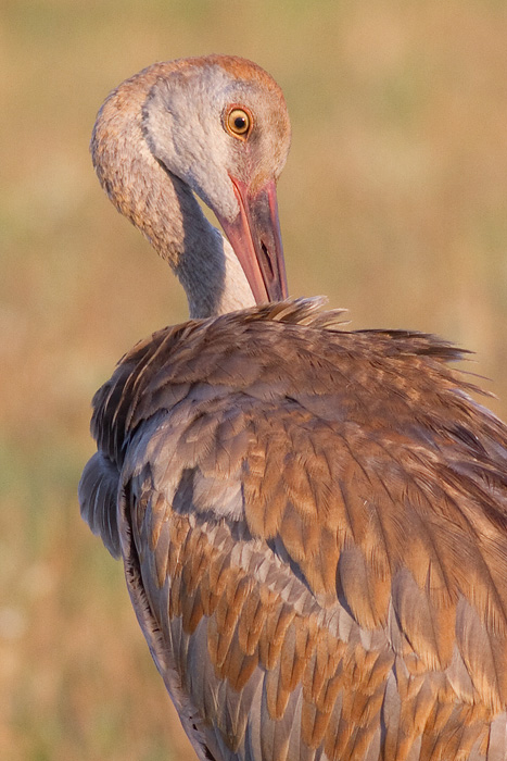 sandhill crane colt 107