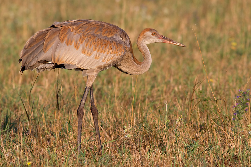 sandhill crane colt 112